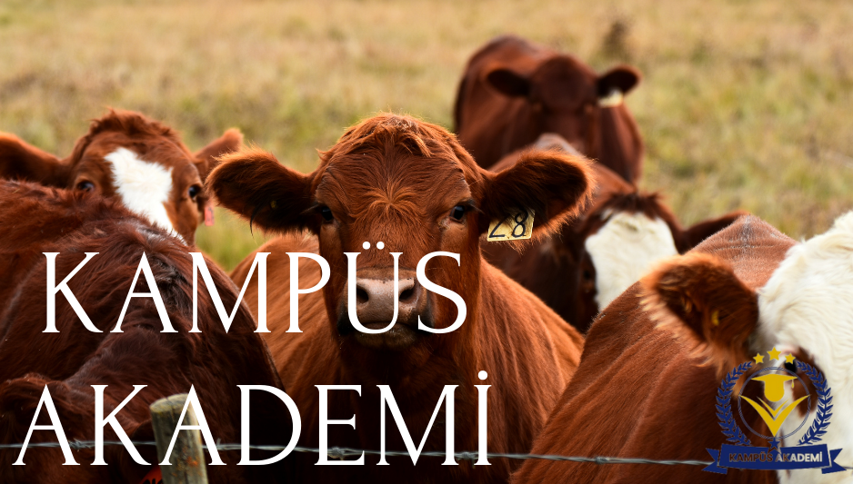 Kampüs Akademisi büyükbaş hayvan yetiştiriciliği eğitimi sertifikası